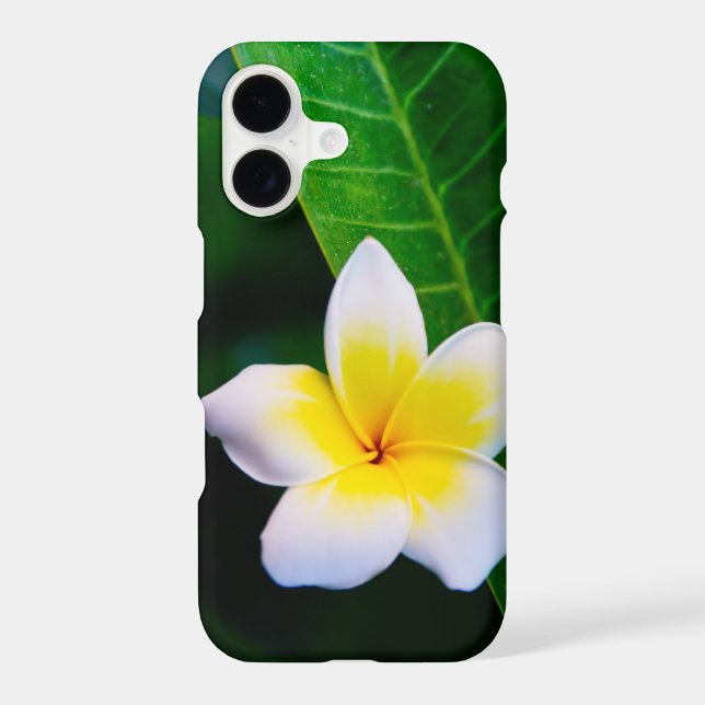 Plumeria Flower Photography (Back)