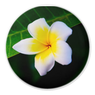 Plumeria Flower Photography Ceramic Knob