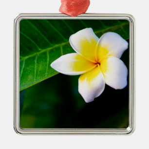 Plumeria Flower Photography Metal Tree Decoration