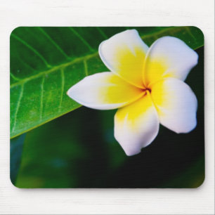 Plumeria Flower Photography Mouse Mat