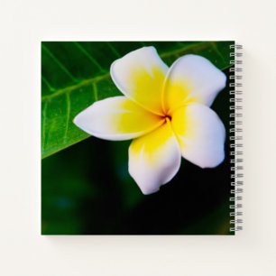 Plumeria Flower Photography Notebook