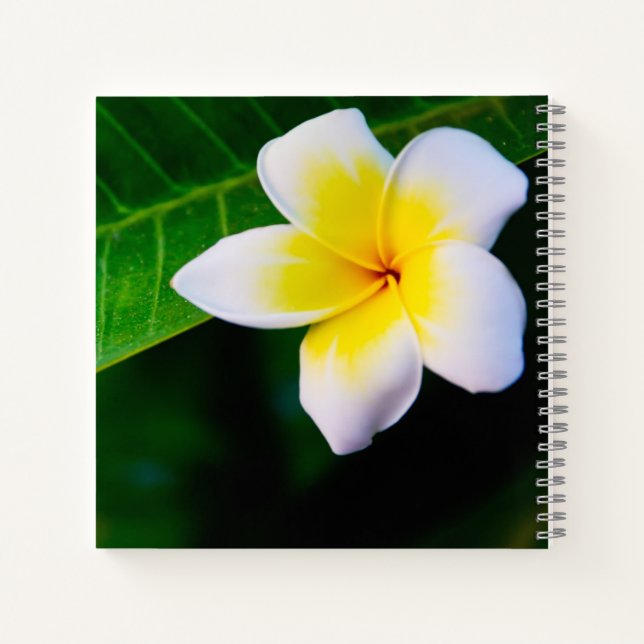 Plumeria Flower Photography Notebook (Back)