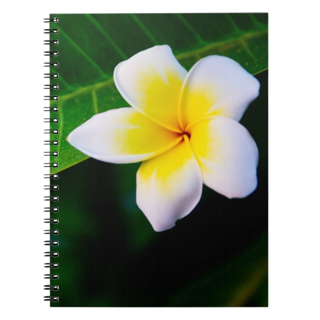 Plumeria Flower Photography Notebook (Front)