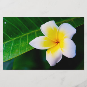 Plumeria Flower Photography Stationery