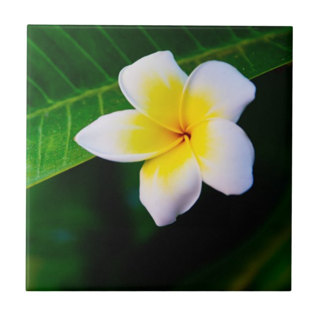 Plumeria Flower Photography Tile (Front)