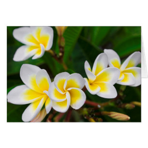 Plumeria flowers close-up, Hawaii