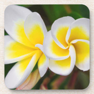 Plumeria flowers close-up, Hawaii Coaster