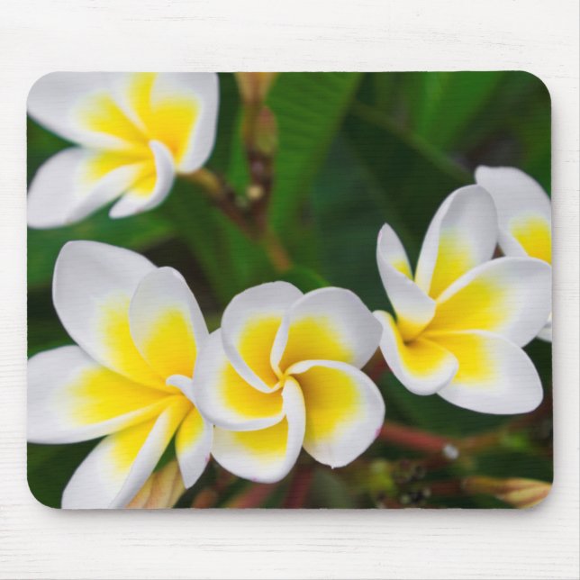 Plumeria flowers close-up, Hawaii Mouse Mat (Front)