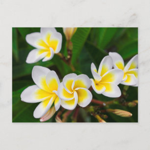 Plumeria flowers close-up, Hawaii Postcard