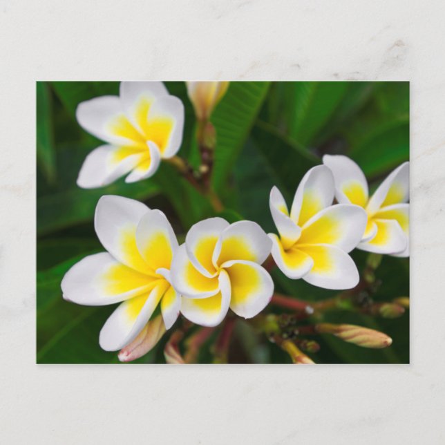 Plumeria flowers close-up, Hawaii Postcard (Front)