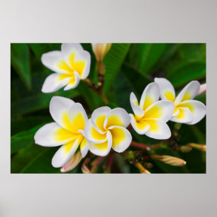 Plumeria flowers close-up, Hawaii Poster