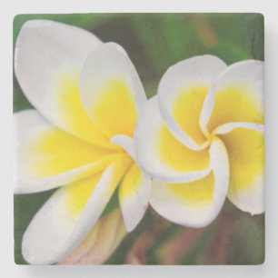 Plumeria flowers close-up, Hawaii Stone Coaster