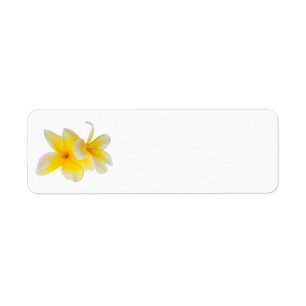Plumeria Flowers Hawaiian White Yellow Frangipani