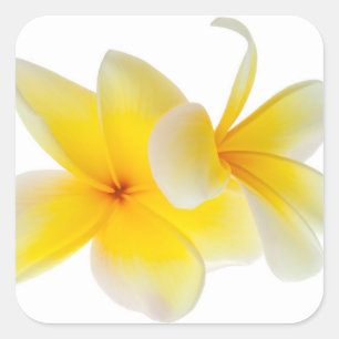 Plumeria Flowers Hawaiian White Yellow Frangipani Square Sticker