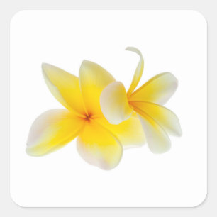 Plumeria Flowers Hawaiian White Yellow Frangipani Square Sticker