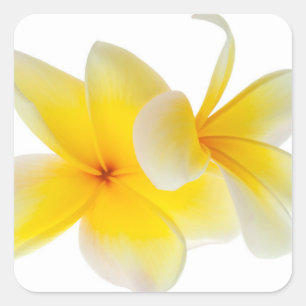 Plumeria Flowers Hawaiian White Yellow Frangipani Square Sticker
