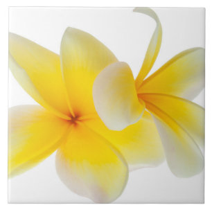 Plumeria Flowers Hawaiian White Yellow Frangipani Tile