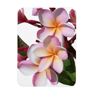 Plumeria Flowers Premium Magnet