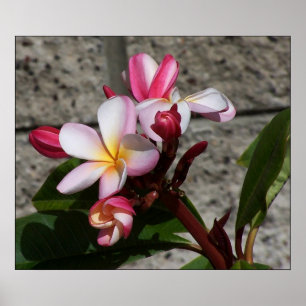 Plumeria Flowers Print