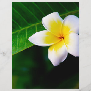 Plumeria Flyer