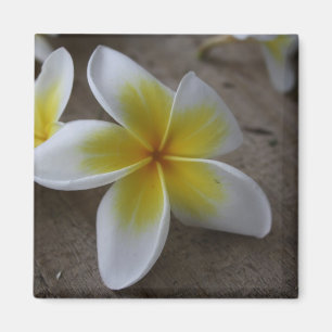 Plumeria - Frangipani Floral Photograph Magnet