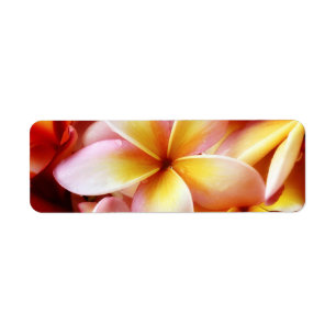 Plumeria Frangipani Hawaii Flower Customised Blank