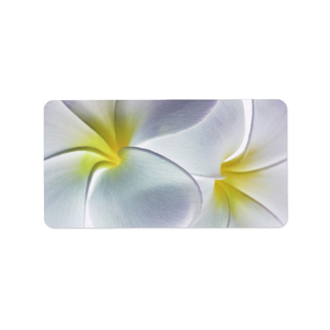 Plumeria Frangipani Hawaii Flower Customised Blank Label (Front)