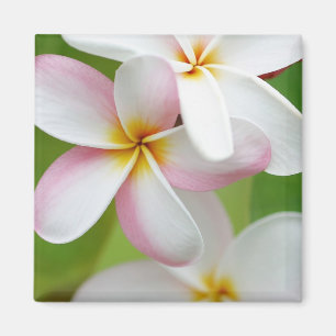 Plumeria Frangipani Hawaii Flower Customised Blank Magnet