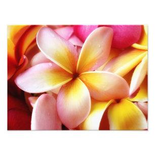 Plumeria Frangipani Hawaii Flower Customised Blank Photo Print