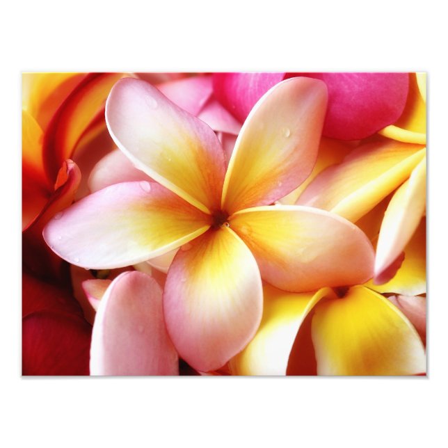 Plumeria Frangipani Hawaii Flower Customised Blank Photo Print (Front)