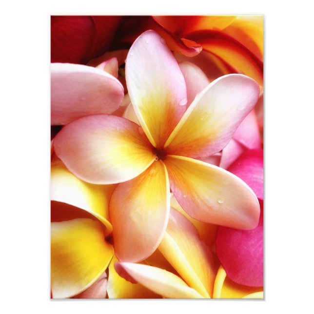 Plumeria Frangipani Hawaii Flower Customised Blank Photo Print (Front)