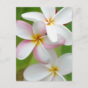 Plumeria Frangipani Hawaii Flower Customised Blank Postcard