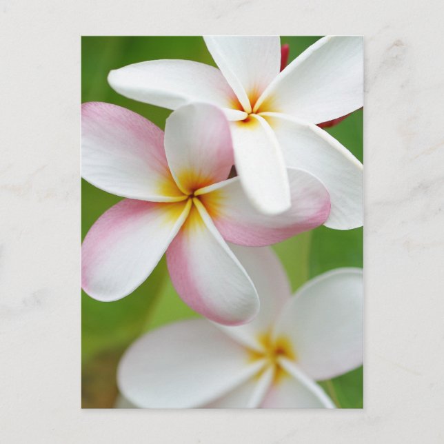 Plumeria Frangipani Hawaii Flower Customised Blank Postcard (Front)