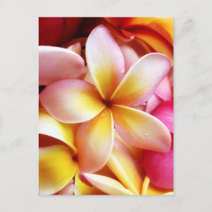 Plumeria Frangipani Hawaii Flower Customised Blank Postcard