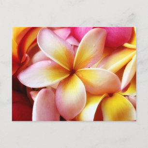 Plumeria Frangipani Hawaii Flower Customised Blank Postcard