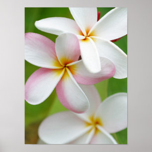 Plumeria Frangipani Hawaii Flower Customised Blank Poster