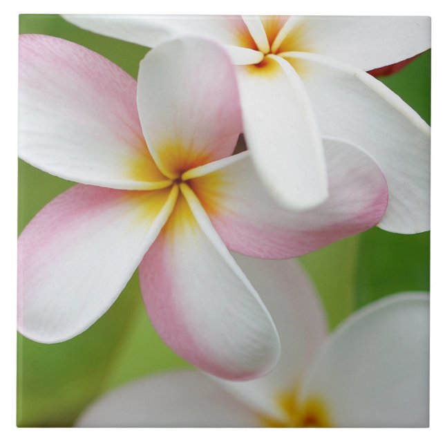 Plumeria Frangipani Hawaii Flower Customised Blank Tile (Front)