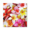 Plumeria Frangipani Hawaii Flower Customised
