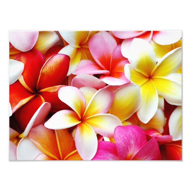 Plumeria Frangipani Hawaii Flower Customised Photo Print (Front)