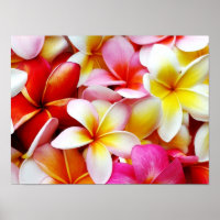 Plumeria Frangipani Hawaii Flower Customised