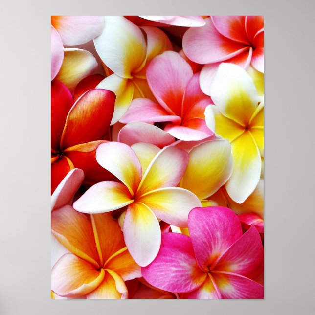 Plumeria Frangipani Hawaii Flower Customised Poster (Front)
