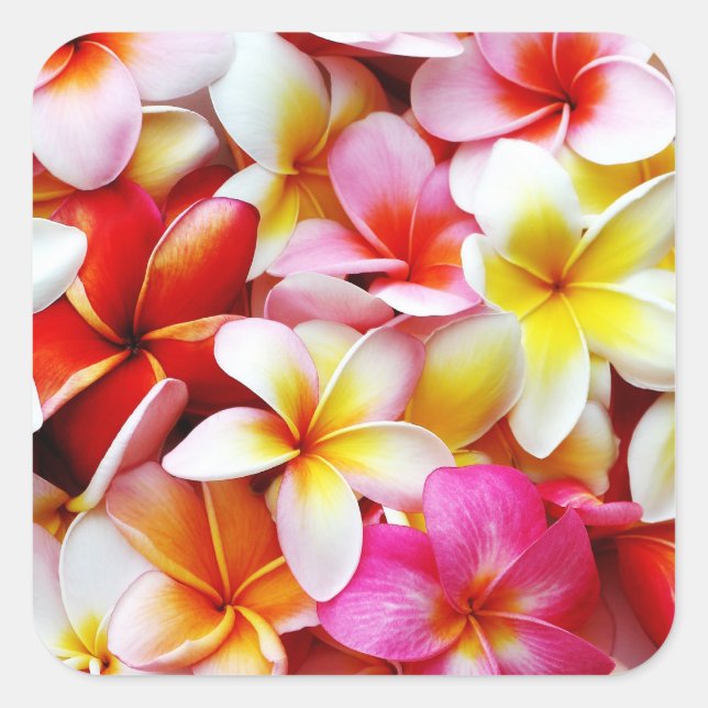 Plumeria Frangipani Hawaii Flower Customised Square Sticker (Front)