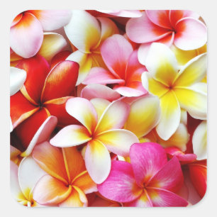 Plumeria Frangipani Hawaii Flower Customised Square Sticker