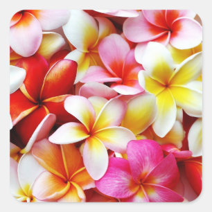 Plumeria Frangipani Hawaii Flower Customised Square Sticker