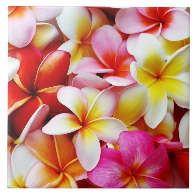 Plumeria Frangipani Hawaii Flower Customised Tile (Front)