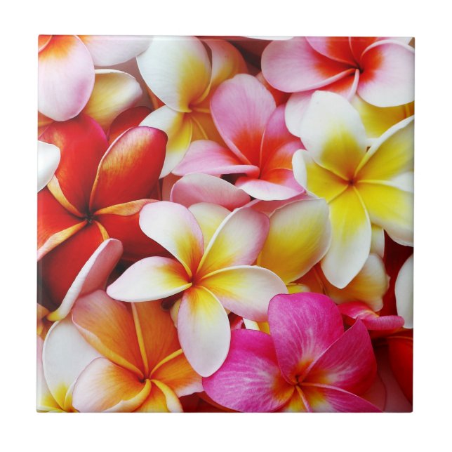 Plumeria Frangipani Hawaii Flower Customised Tile (Front)