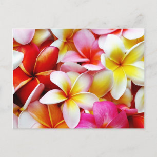 Plumeria Frangipani Hawaii Flower Customized Postcard