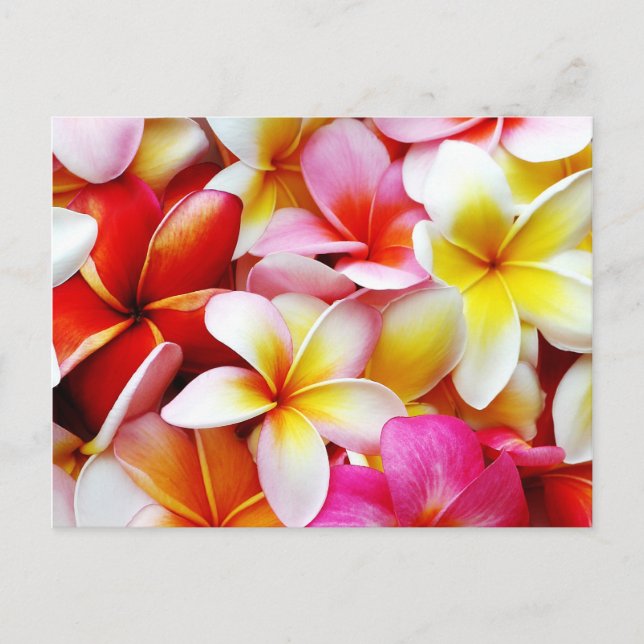 Plumeria Frangipani Hawaii Flower Customized Postcard (Front)