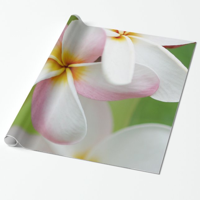 Plumeria Frangipani Hawaii Flower Hawaiian Flowers Wrapping Paper (Unrolled)