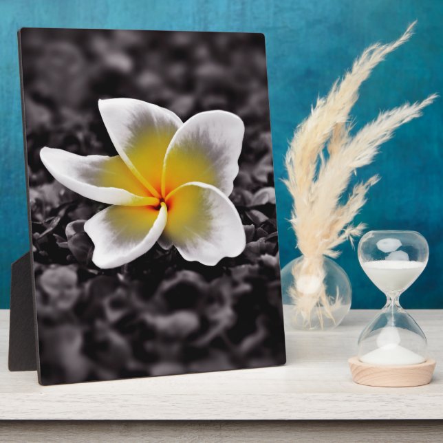 Plumeria Frangipani Hawaii Flower Plaque (Side)